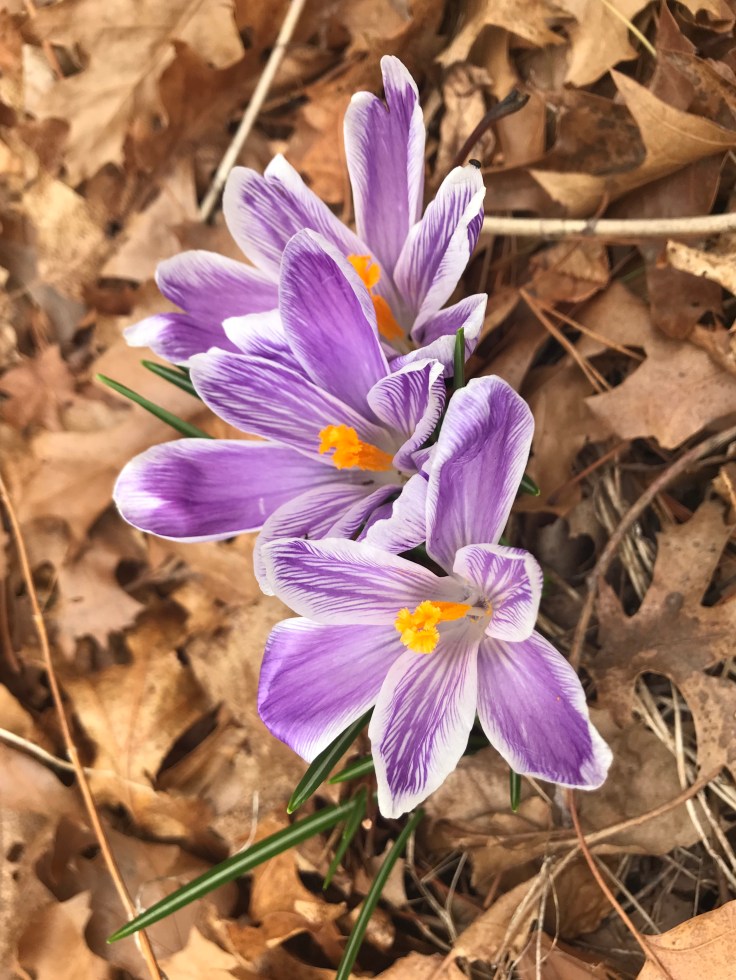 crocuses
