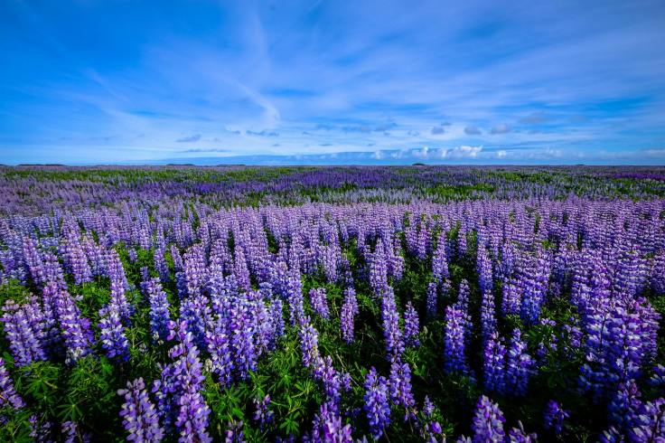 Field of lupines in bloom